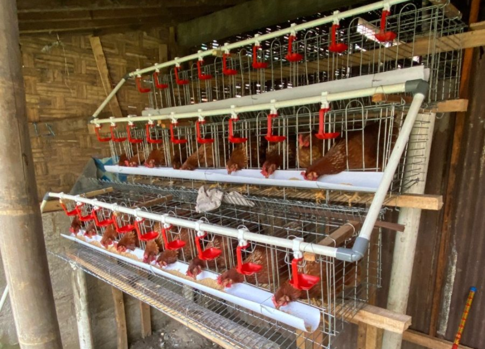 Ternak Ayam Petelur di Lantai 2 atau Rooftop Rumah, Bisa Tetap Produktif?