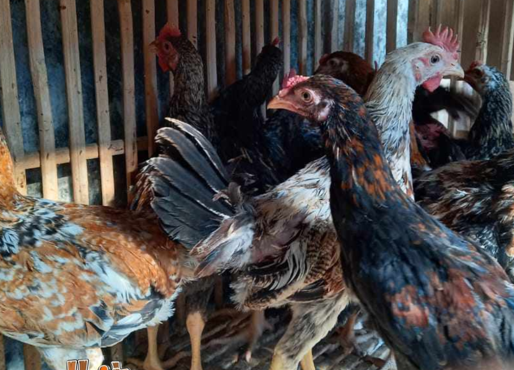 Kandang Ayam KUB: Jenis, Ukuran, Sistem Starter sampai Finisher
