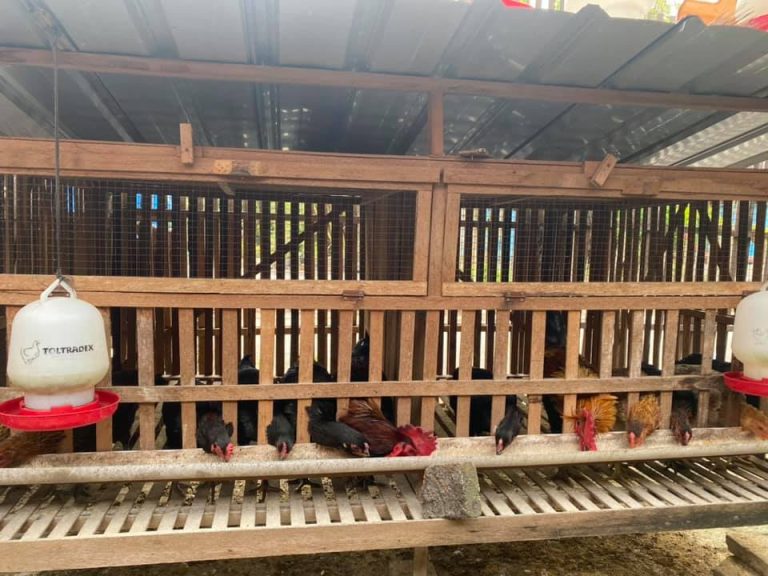 Kandang Ayam Kampung