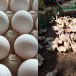Apakah Bebek Peking Bisa Bertelur Tanpa Pejantan?
