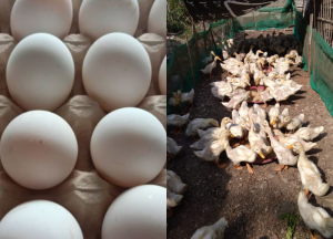 Apakah Bebek Peking Bisa Bertelur Tanpa Pejantan?