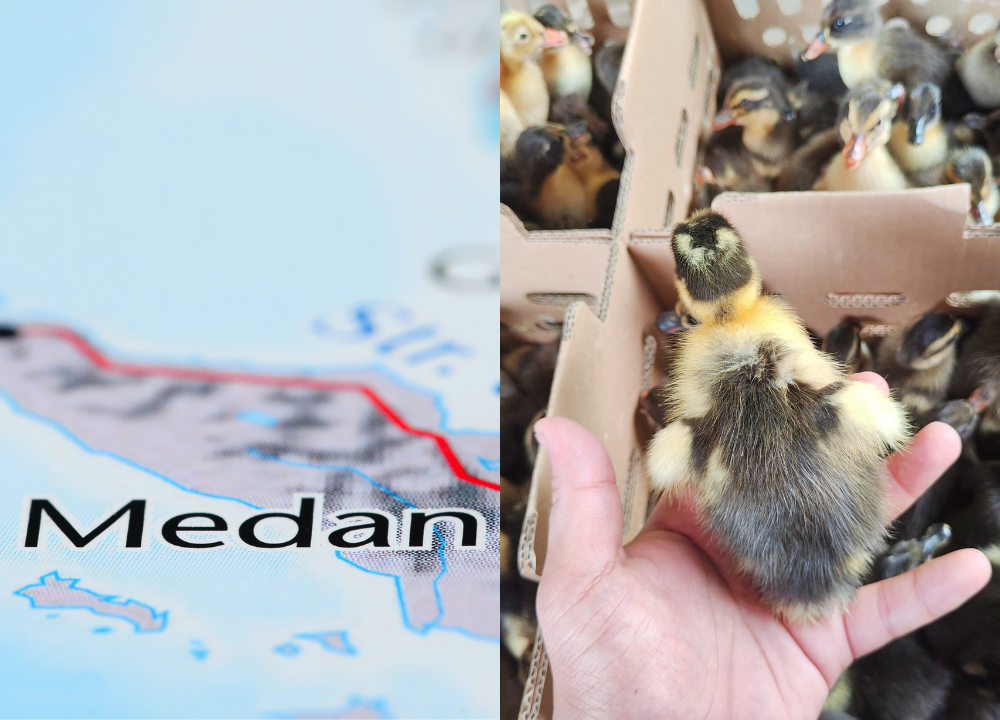 Harga DOD/ Bibit Bebek Hibrida Tujuan Daerah Medan