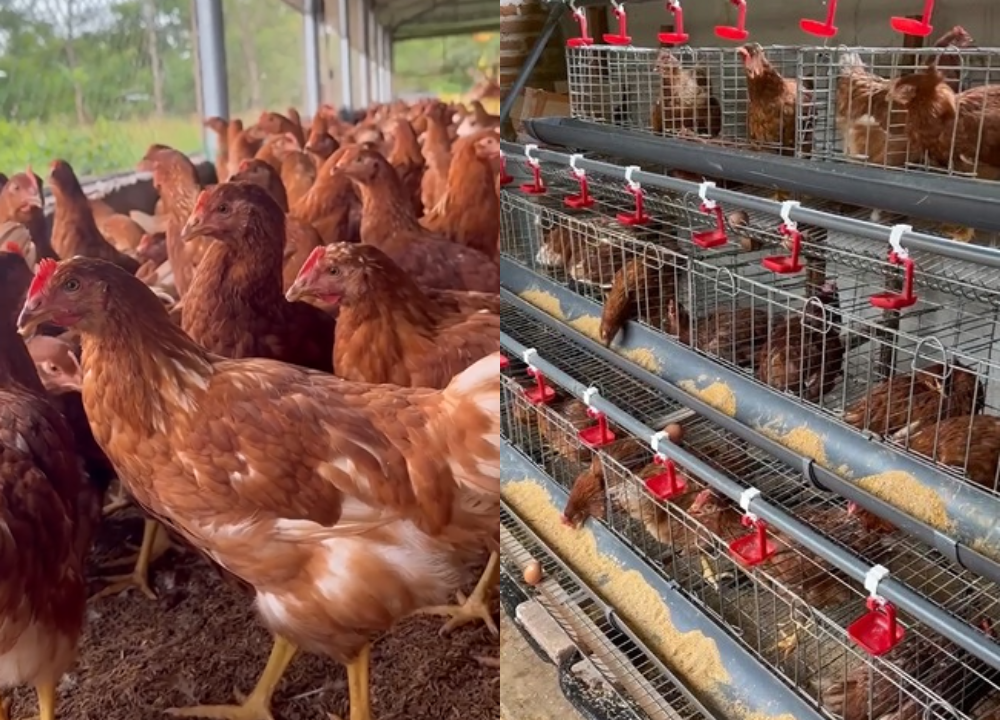 Model Kandang Ayam Petelur, Apa Saja Jenisnya?