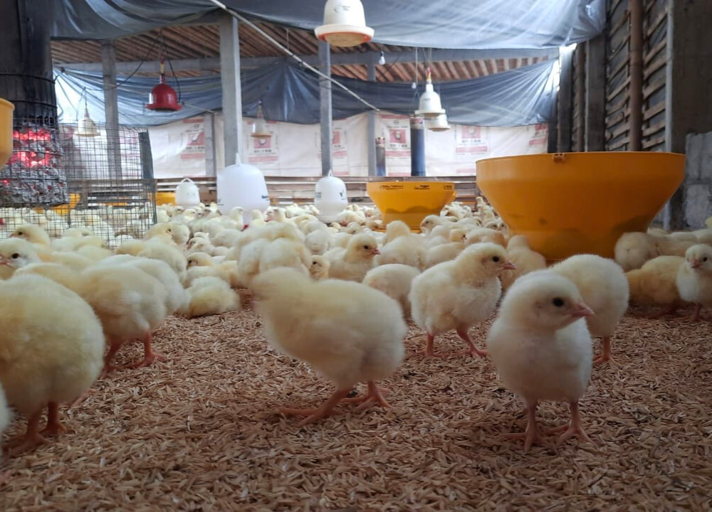 Perhitungan Biaya Pembuatan Kandang Ayam Broiler 5000 ekor