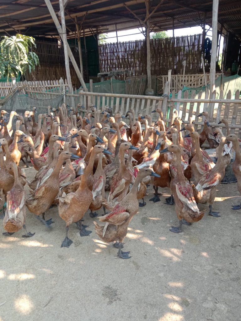 Menggembalakan bebek selama masa tidak produktif.