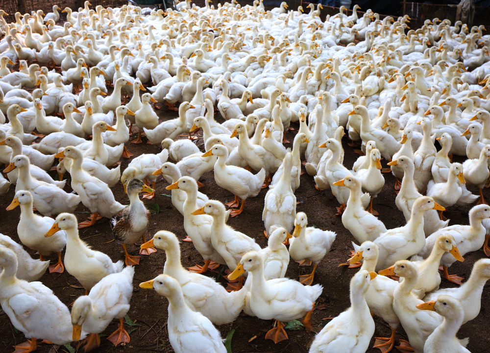 10 Jenis Bebek Pedaging Unggul Favorit Peternak 10 Jenis Bebek Pedaging Unggul Favorit Peternak
