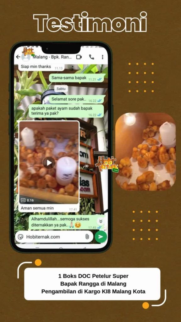 Testimoni Pemesanan 100 Ekor DOC Petelur