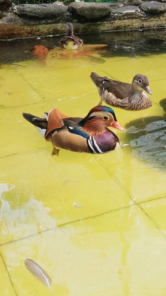 Bebek mandarin berenang di kolam