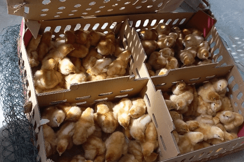 DOC/ Bibit ayam petelur usia baru saja menetas