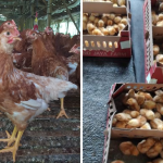 Jual Ayam Petelur Tujuan Malang Kota, Jawa Timur - BERGARANSI