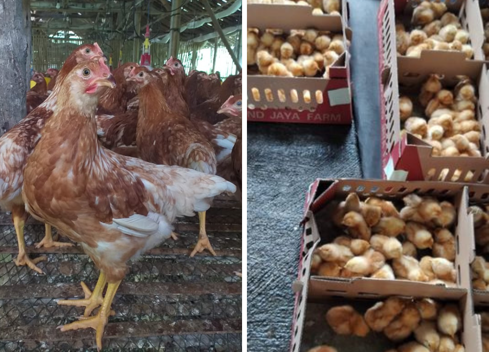 Jual Ayam Petelur Tujuan Malang Kota, Jawa Timur - BERGARANSI