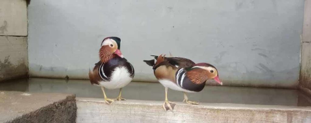 Kandang bebek mandarin dilengkapi dengan kolam untuk berenang, sehingga bebek merasa nyaman dan lebih aktif