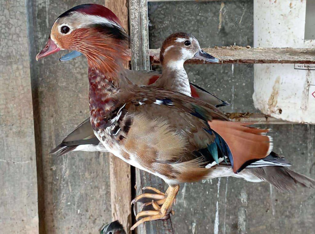 Kandang bebek mandarin dilengkapi dengan tempat khusus untuk bertengger