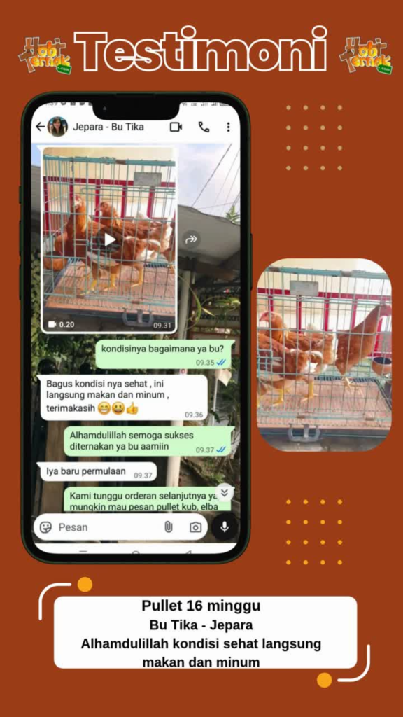 Pullet 16 Minggu Ibu Tika Jepara