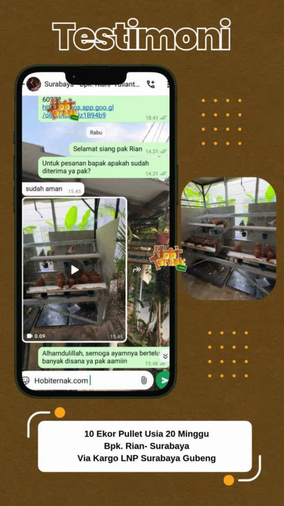 Pullet 20 Minggu Bapak Rian Surabaya