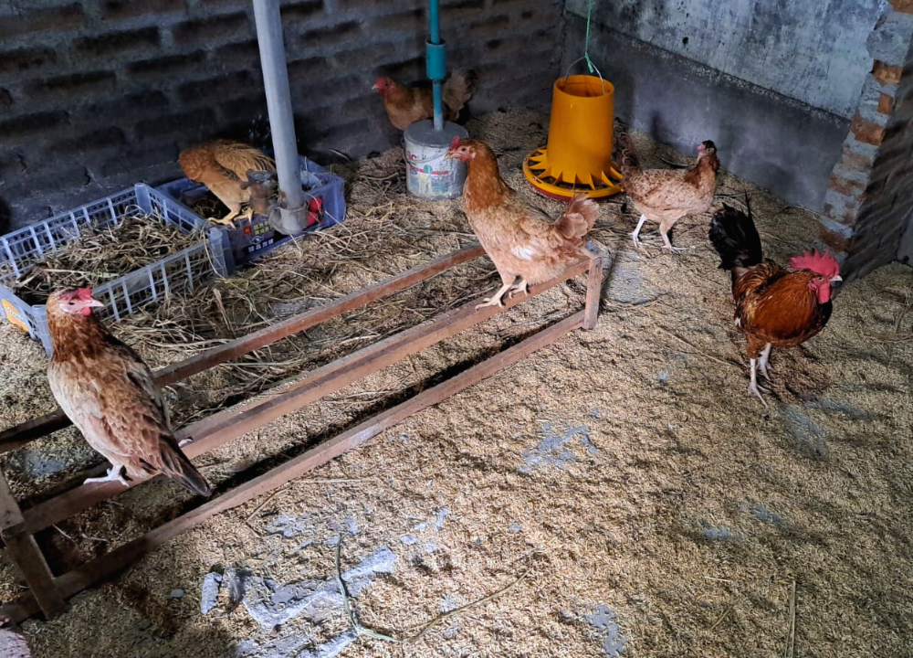Teknik Pemeliharaan Ayam Elba yang Wajib Peternak Ketahui