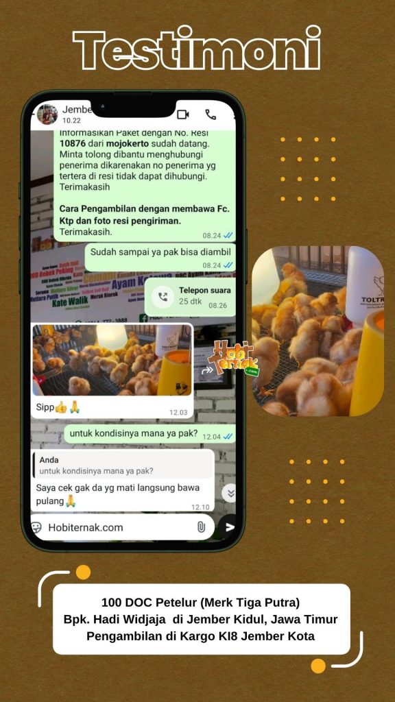 DOC Petelur Bapak Hadi Jember