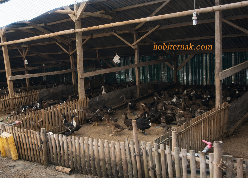 3 Tipe Kandang Bebek Pedaging, Pilih yang Paling Cocok!