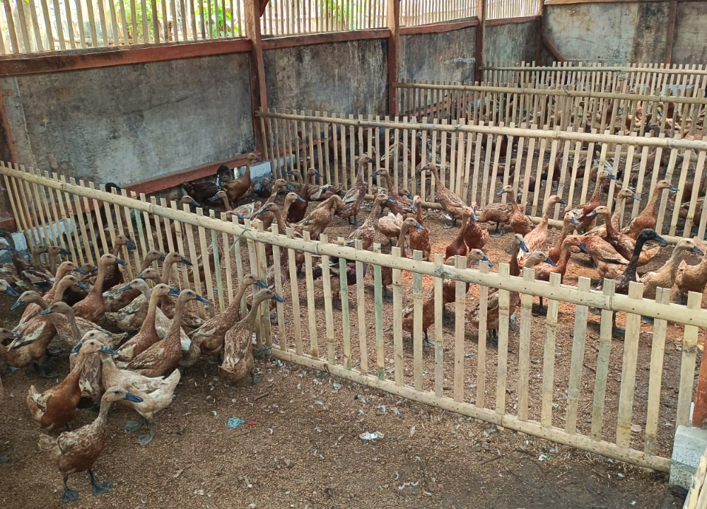 Apakah Bebek Mojosari Betina Bisa Bertelur Tanpa Pejantan
