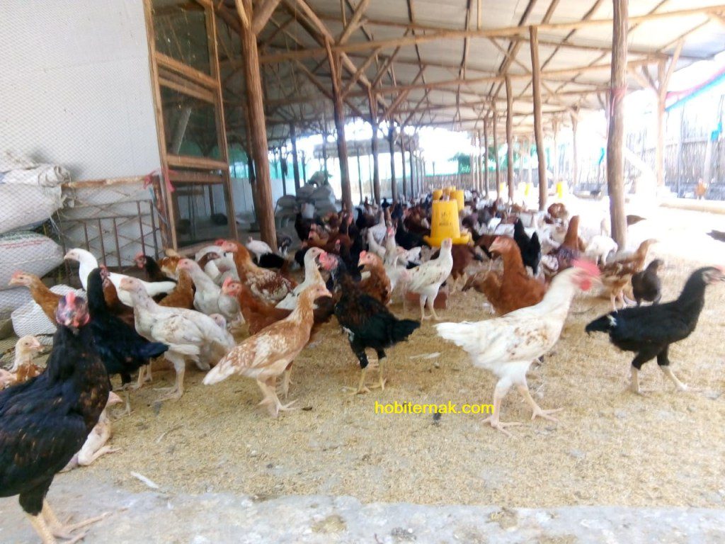 Ayam JOPER merupakan ayam pedaging unggul hasil persilangan dari ayam pejantan bangkok dan betina ras petelur