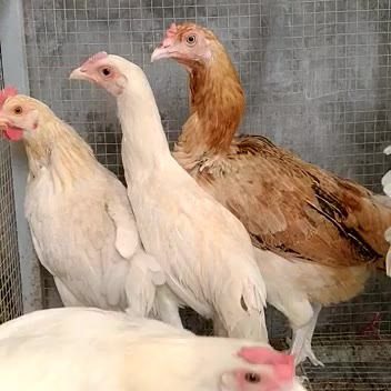Ayam elba termasuk ayam petelur unggul