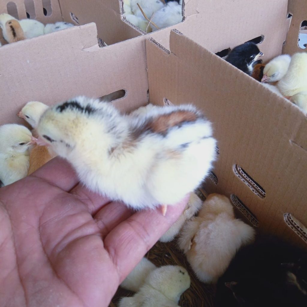 DOC/ Bibit Ayam Joper Hobiternak