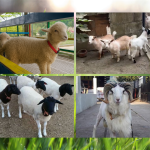 Daftar Harga Kambing dan Domba Terbaru 2026