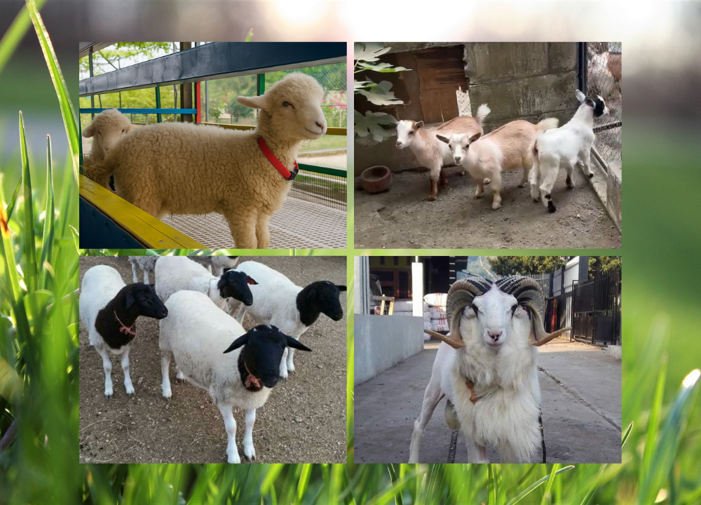 Daftar Harga Kambing dan Domba Terbaru 2026
