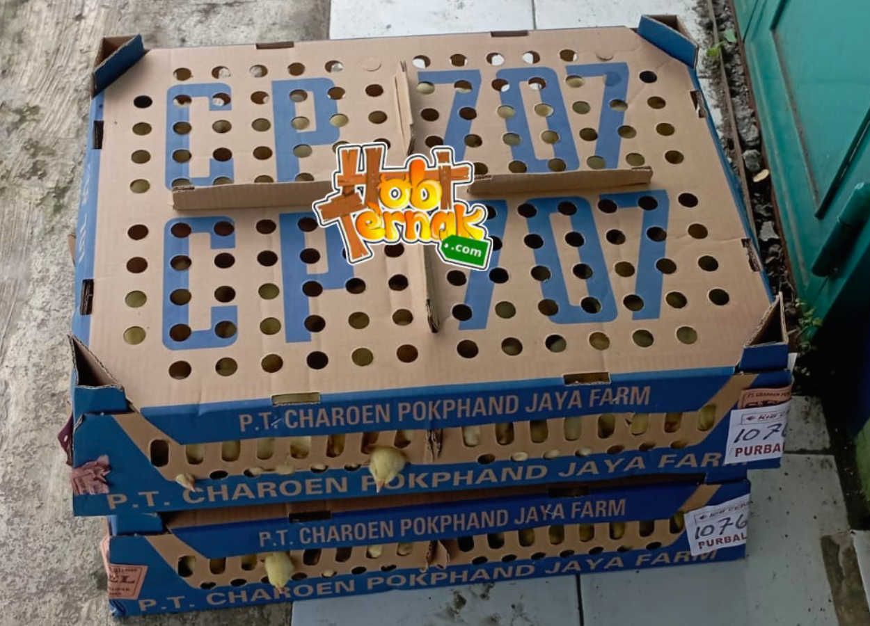 Estimasi Harga DOC Bibit Ayam Broiler di Tahun 2026