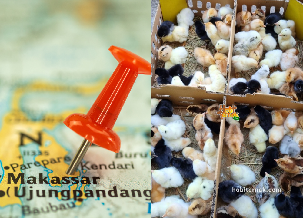 Jual DOC atau Bibit Ayam Kampung Super (JOPER) untuk Daerah Makassar