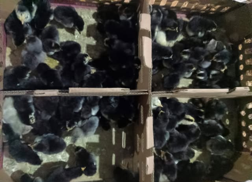 Kelebihan Ayam KUB 2 Janaka: Generasi Baru Unggul