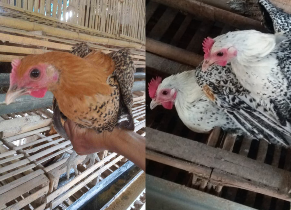 Membandingkan Harga Ayam Arab dengan Ayam Petelur Lainnya