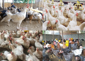 8 Jenis Ayam Pedaging Terkenal di Indonesia