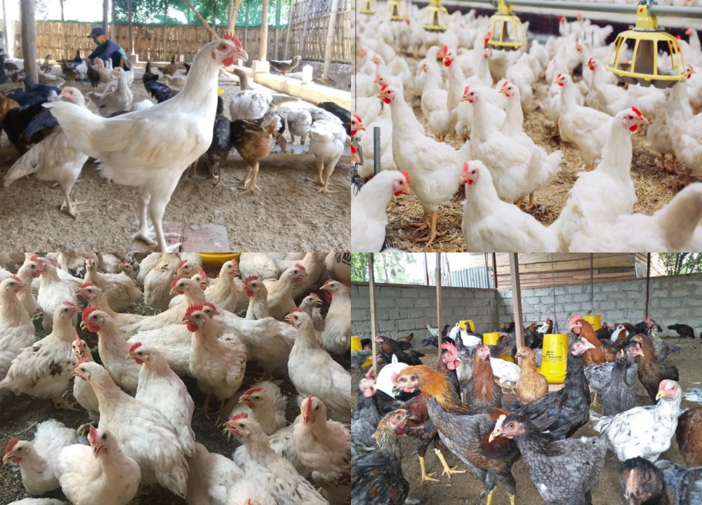 8 Jenis Ayam Pedaging Terkenal di Indonesia