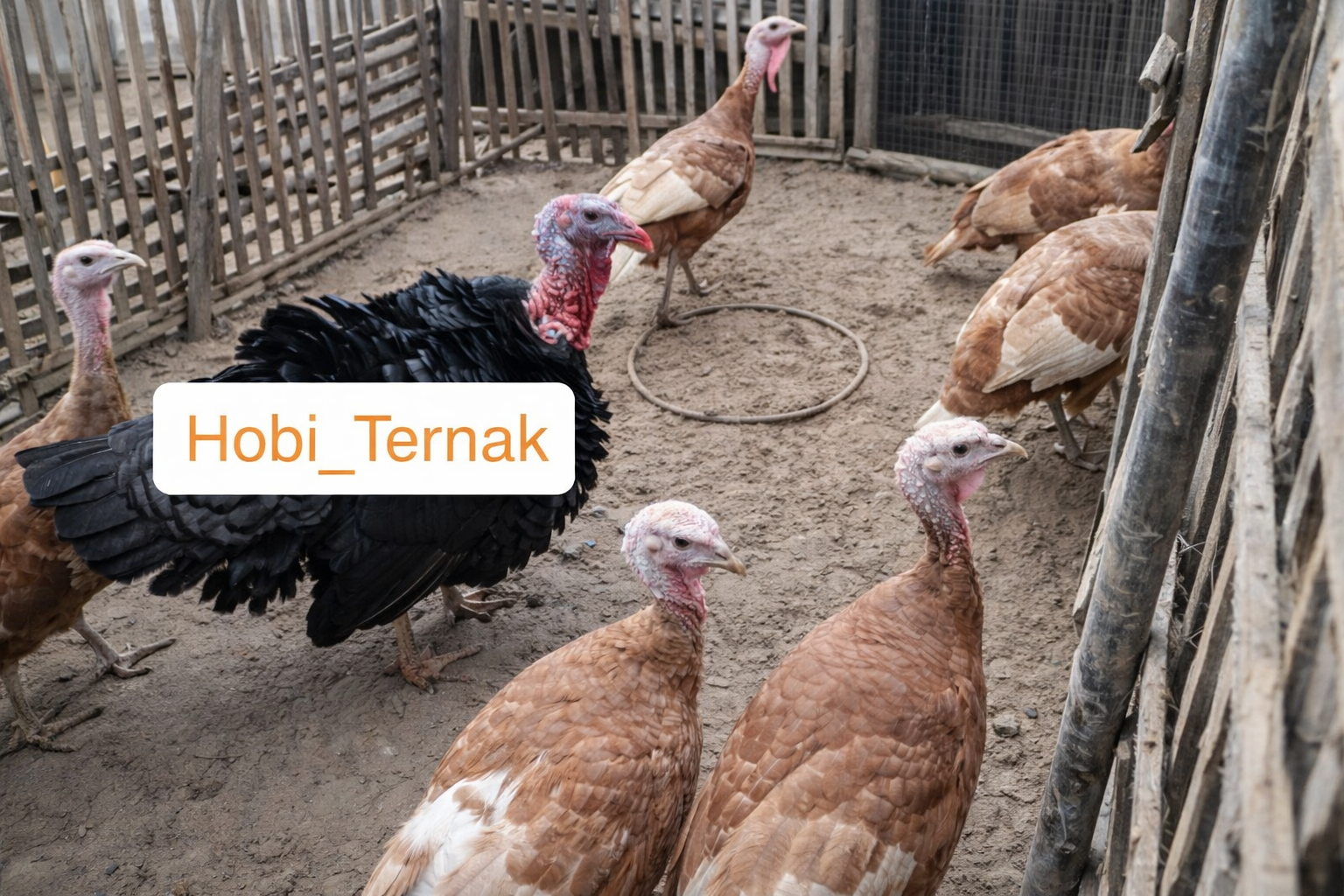 Ayam Kalkun Self Buff Usia Indukan
