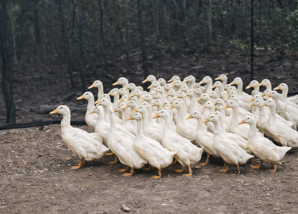 Berapa Modal Awal Ternak Bebek Peking Pedaging 500 Ekor