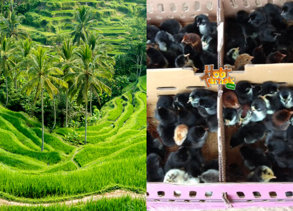 Bibit atau DOC Ayam KUB 1 & 2 Wilayah Denpasar, Bali