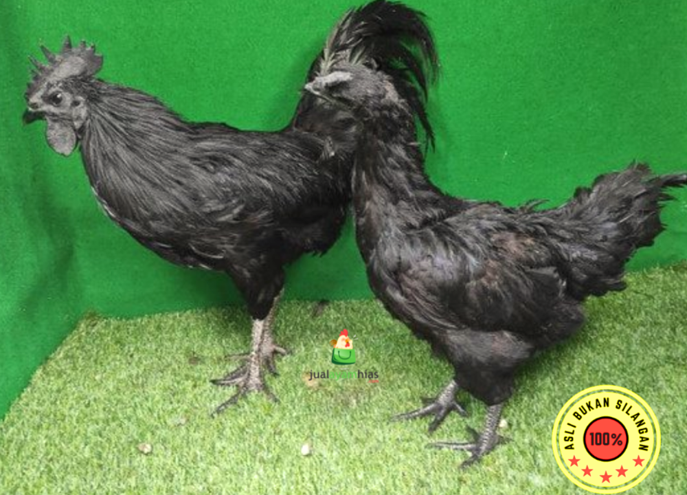 Daftar Harga Ayam Cemani Terbaru di hobiternak.com