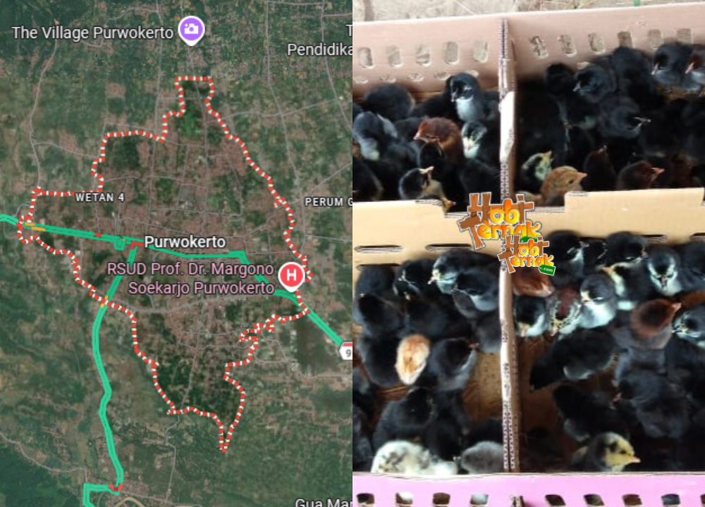 Harga Bibit Ayam KUB Terbaru Purwokerto: Siap Panen dengan Keuntungan Berlimpah!