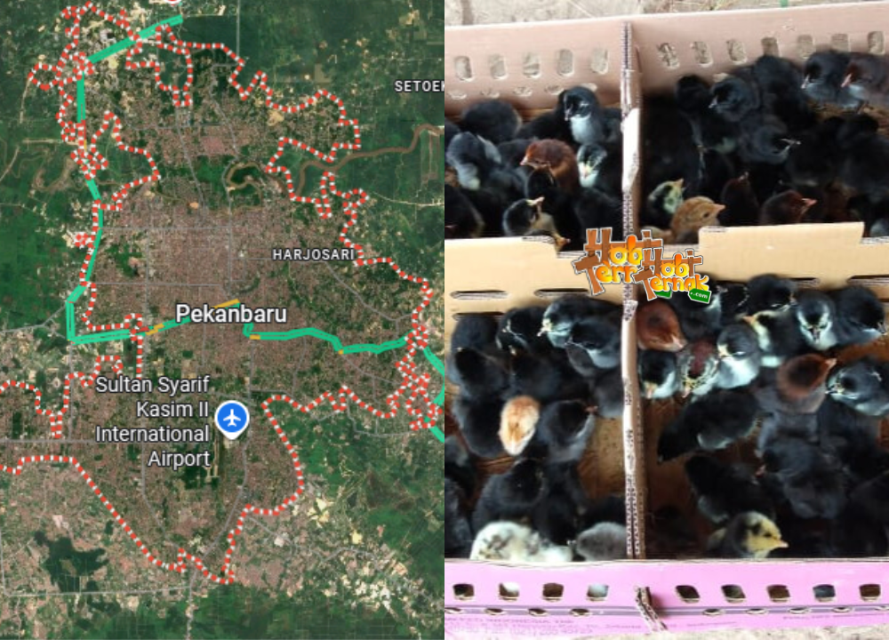 Jual Bibit atau DOC Ayam KUB 1 & 2 Wilayah Pekanbaru, Riau