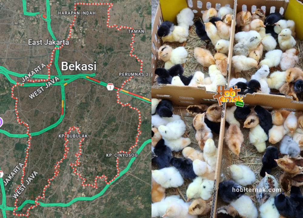 Jual DOC atau Bibit Ayam Kampung Super (JOPER) untuk Daerah Bekasi