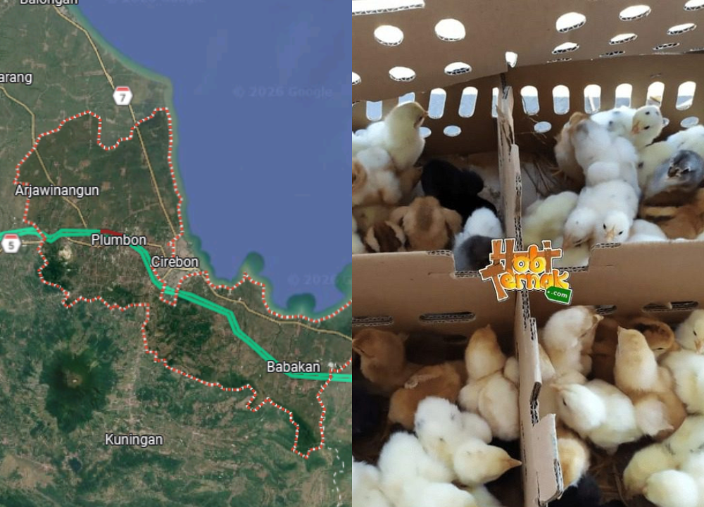 Jual DOC atau Bibit Ayam Kampung Super (JOPER) untuk Daerah Cirebon