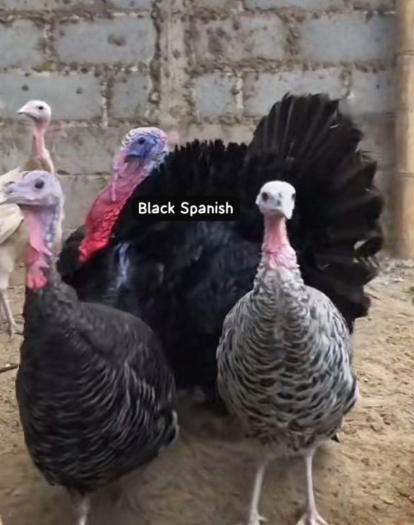 Kalkun Black Spanish Indukan