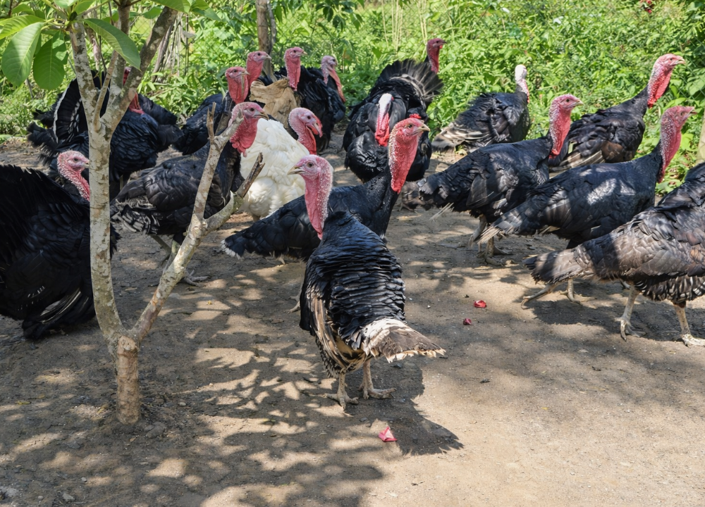 Mau Ternak Ayam Kalkun Kenali Dulu 9 Jenis Kalkun yang Ada di Indonesia