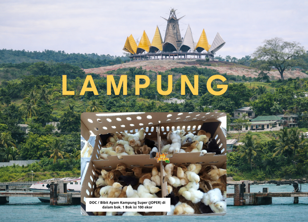 Penjualan DOC Ayam Joper atau Kampung Super untuk Daerah Bandar Lampung