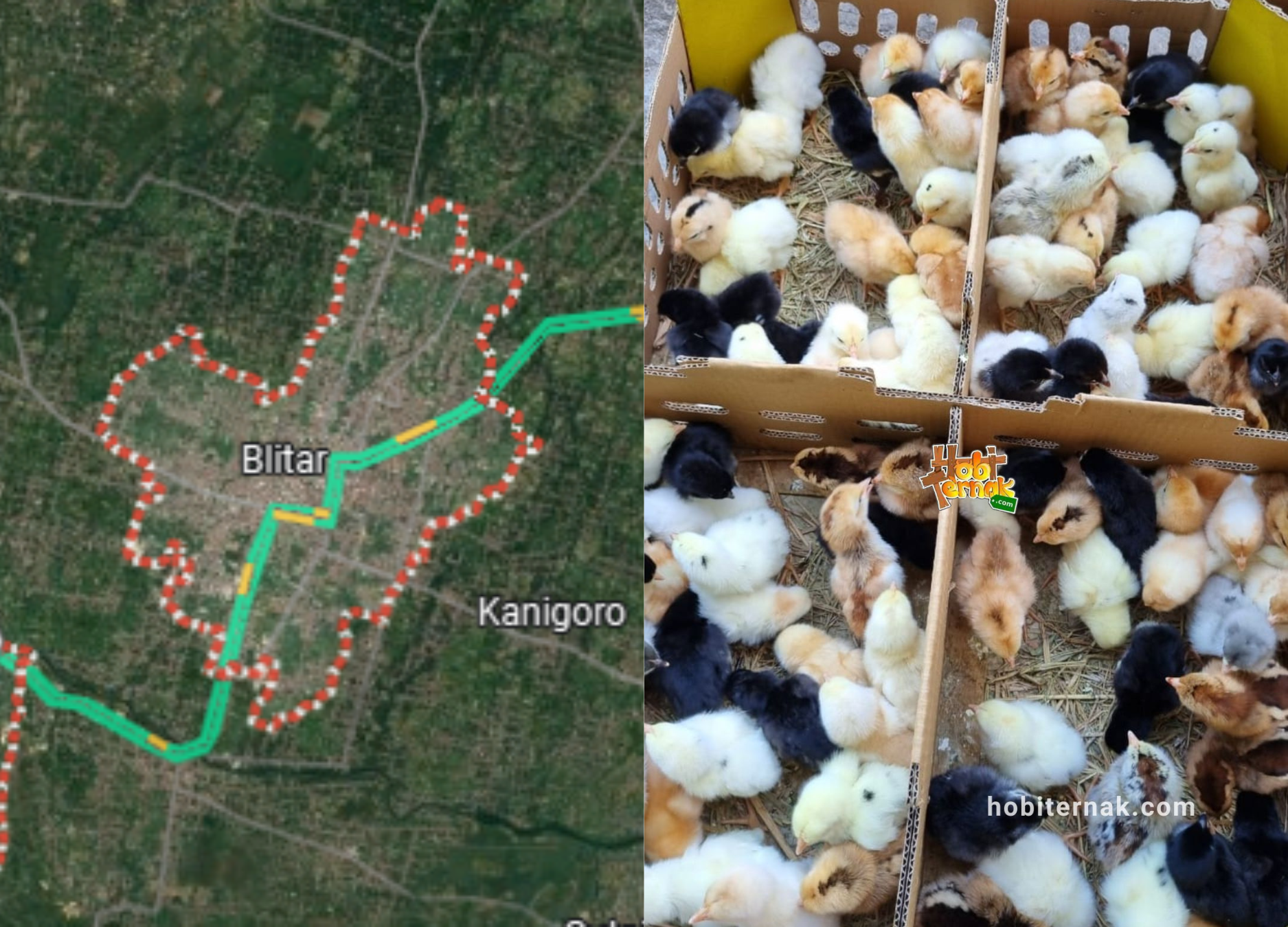 Terbaru!! Daftar Harga DOC JOPER Daerah Blitar