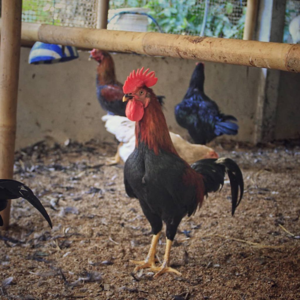 Agar mendapatkan bibit ayam KUB yang berkualitas, diperlukan pemilihan indukan yang sehat, unggul, dan tidak cacat.