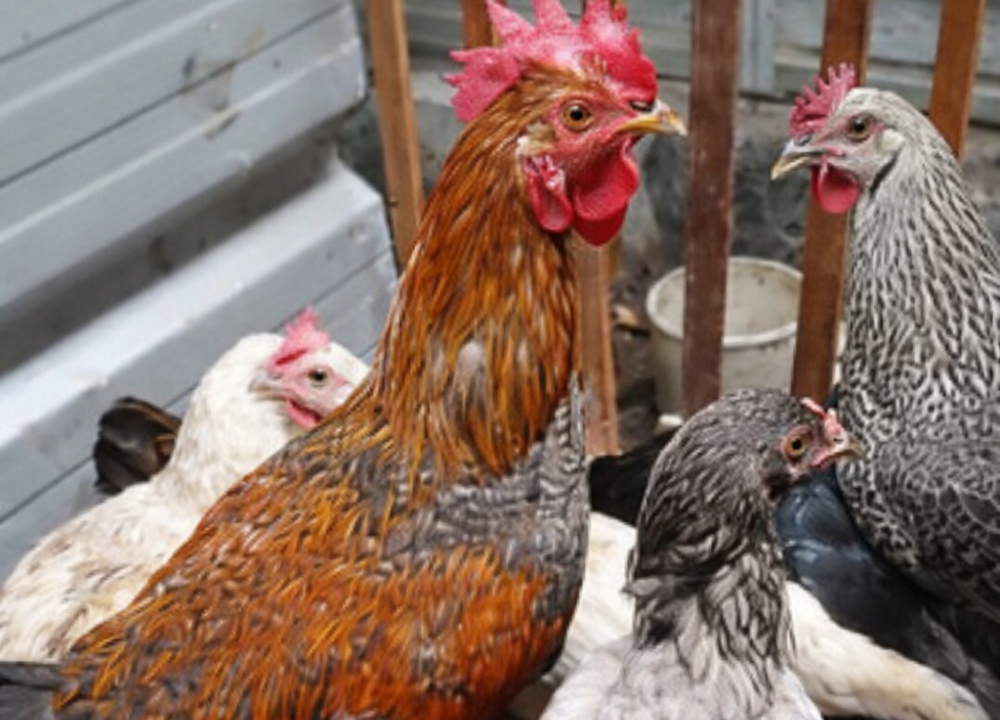 Cara Memilih Indukan Ayam KUB Penghasil Telur Tetas