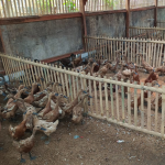 Mari Kita Analisis Ternak Bebek Petelur 100 Ekor Mari Kita Analisis Ternak Bebek Petelur 100 Ekor