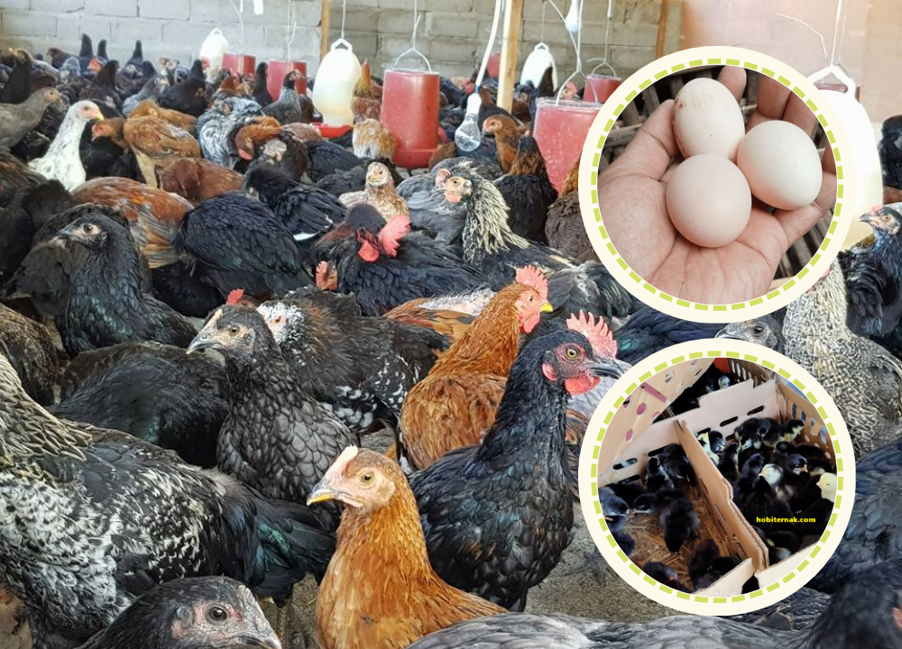 Sistem Kandang Ayam KUB untuk Pemula agar Cepat Bertelur
